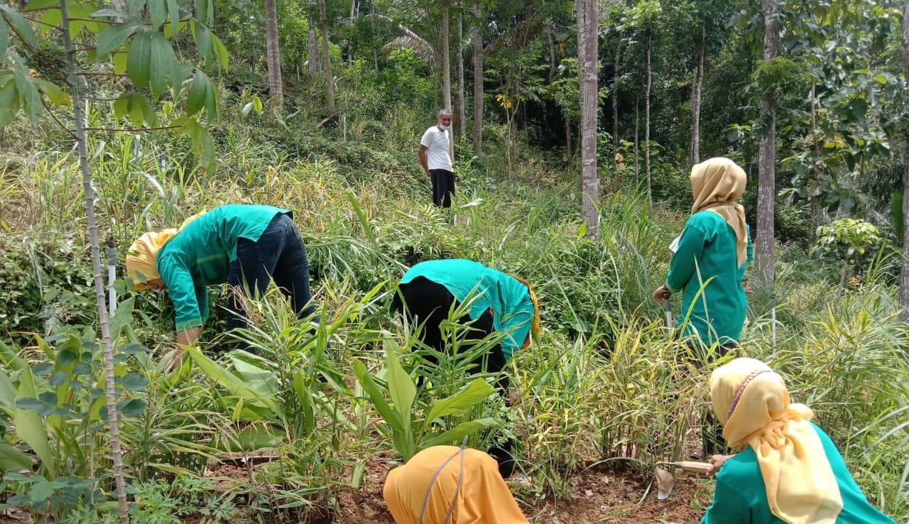Budidaya Tanaman Jahe di Dataran Tinggi